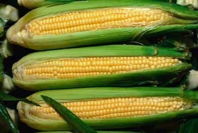 corn_growing